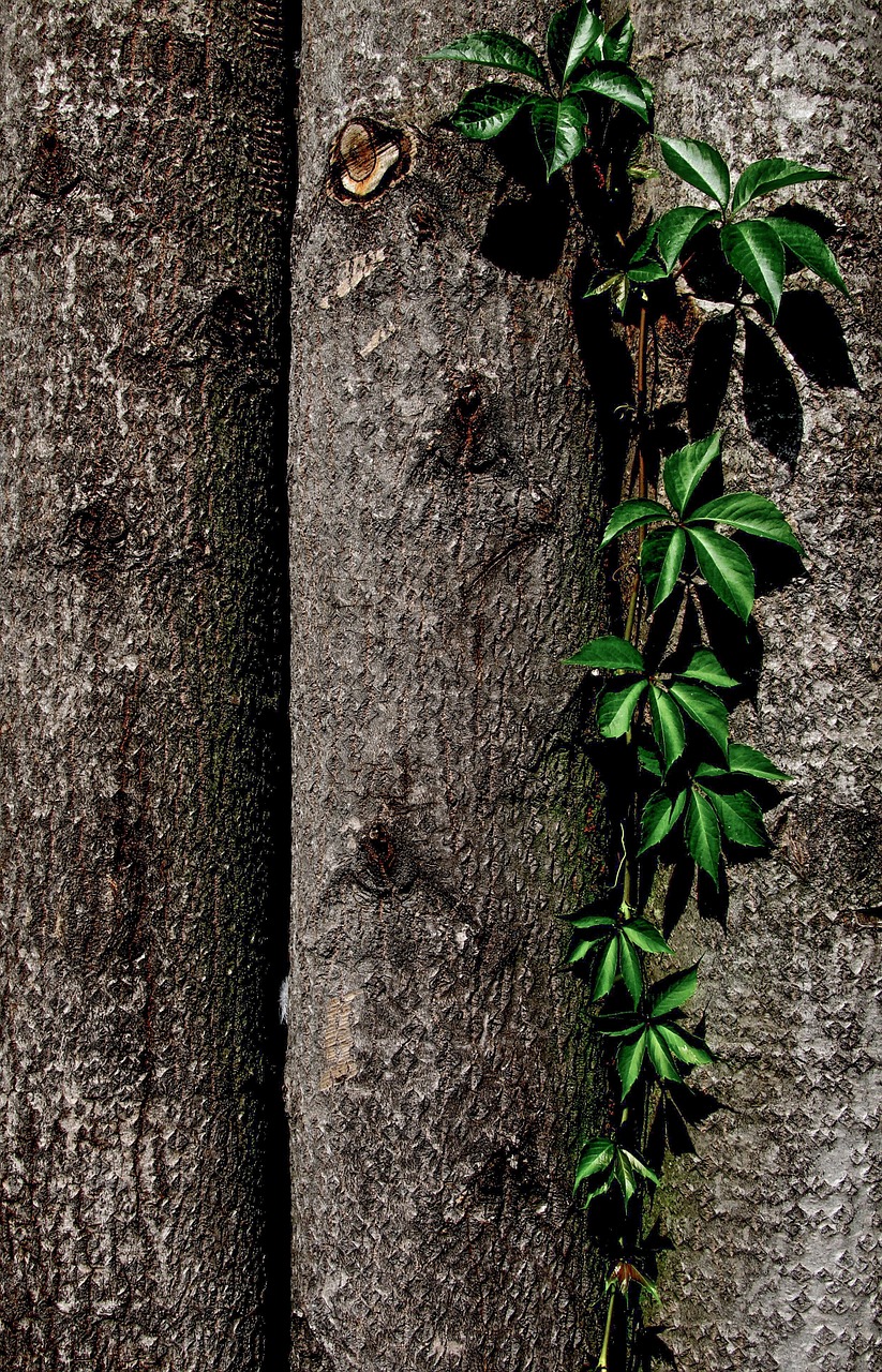 leaf spring green free photo