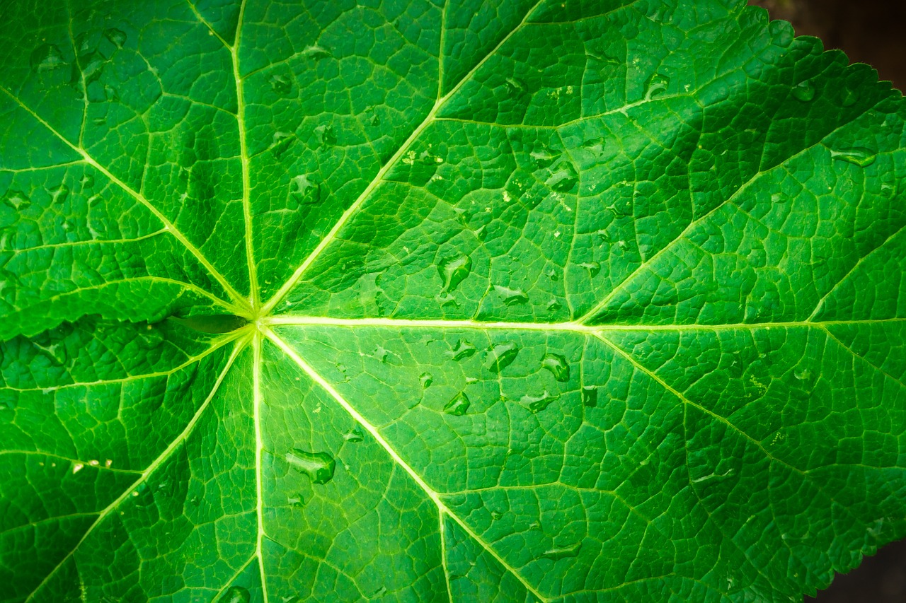leaf nature wood free photo
