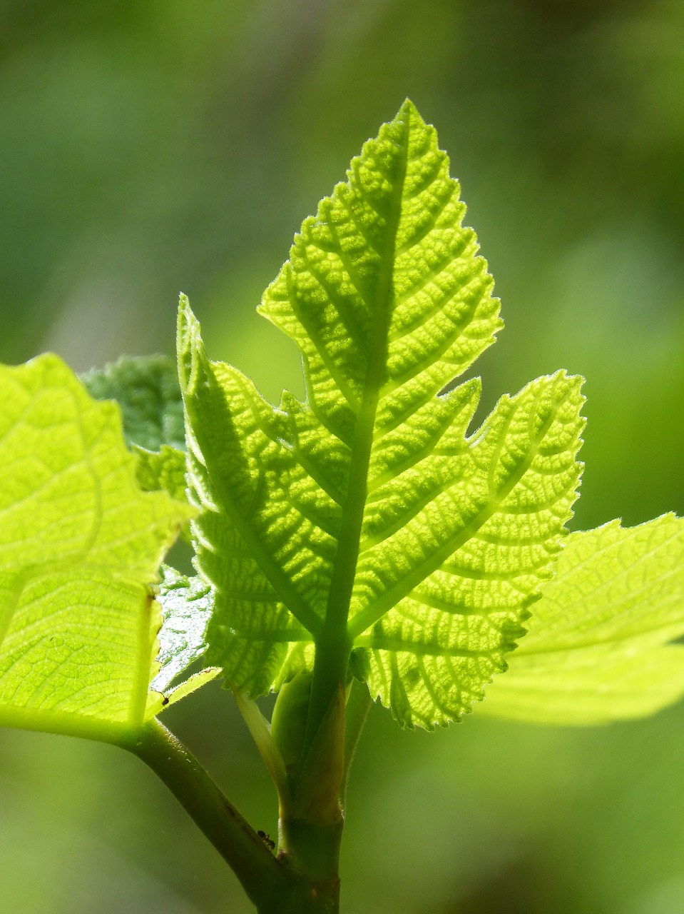 leaf fig leaf outbreak free photo