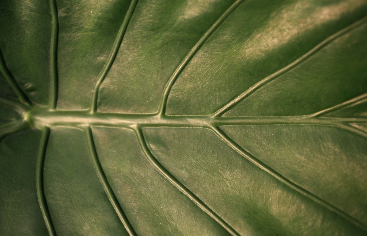 leaf veins nature free photo