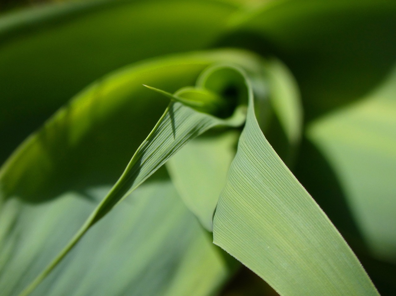 leaf texture american cane free photo