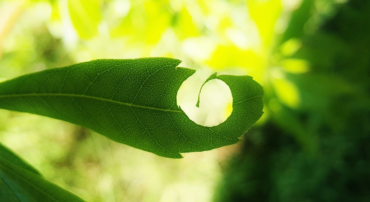 leaf hole leaves free photo