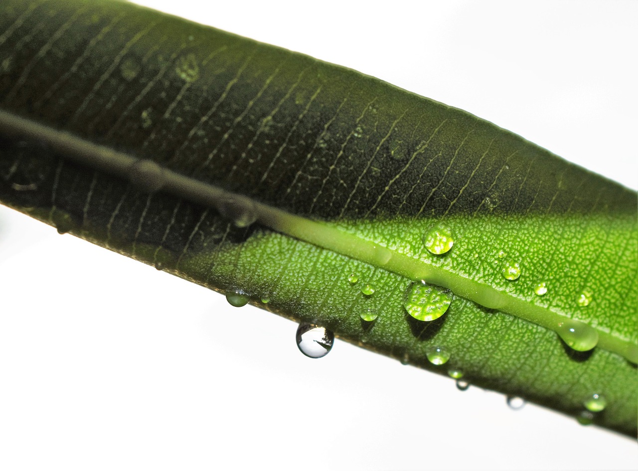 leaf oleander leaf wet free photo