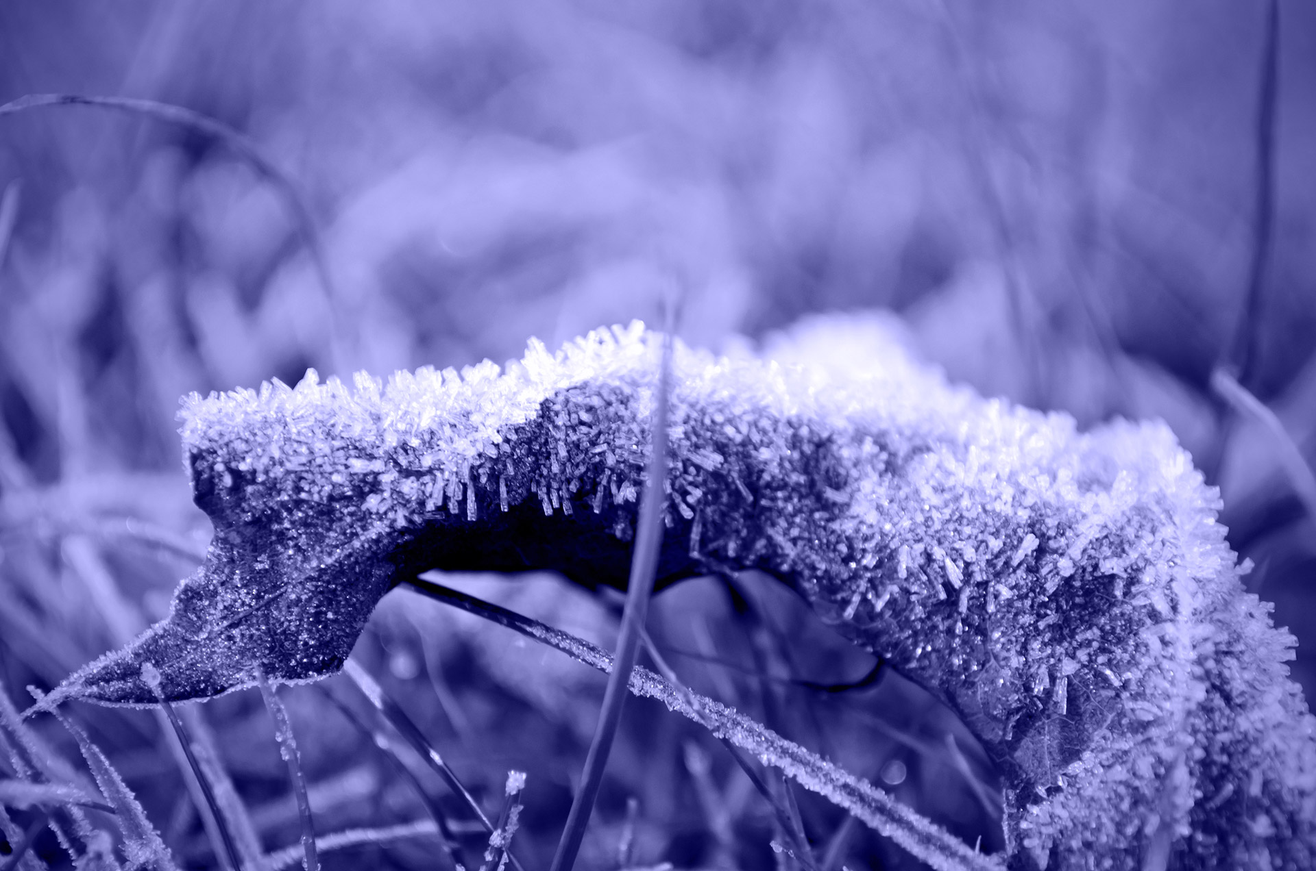 leaves leaf frost free photo