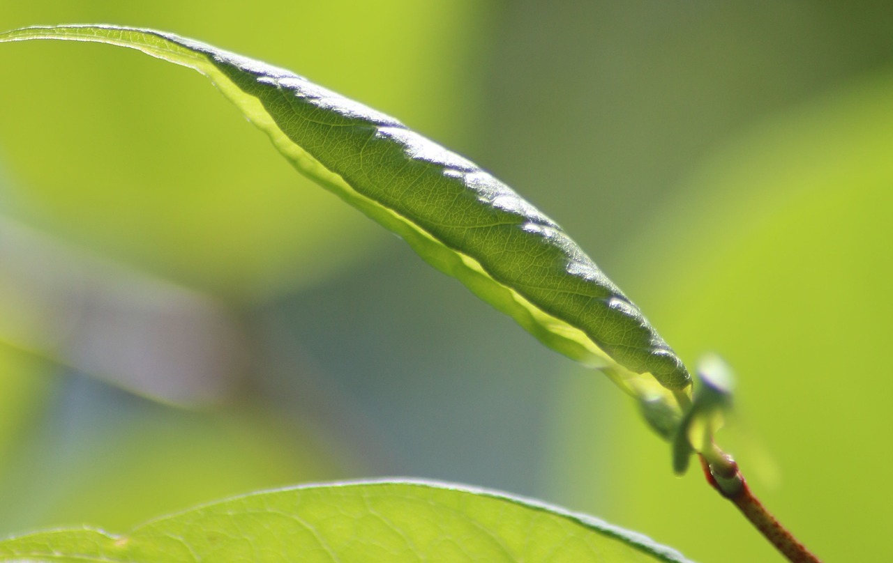 leaf green nature free photo