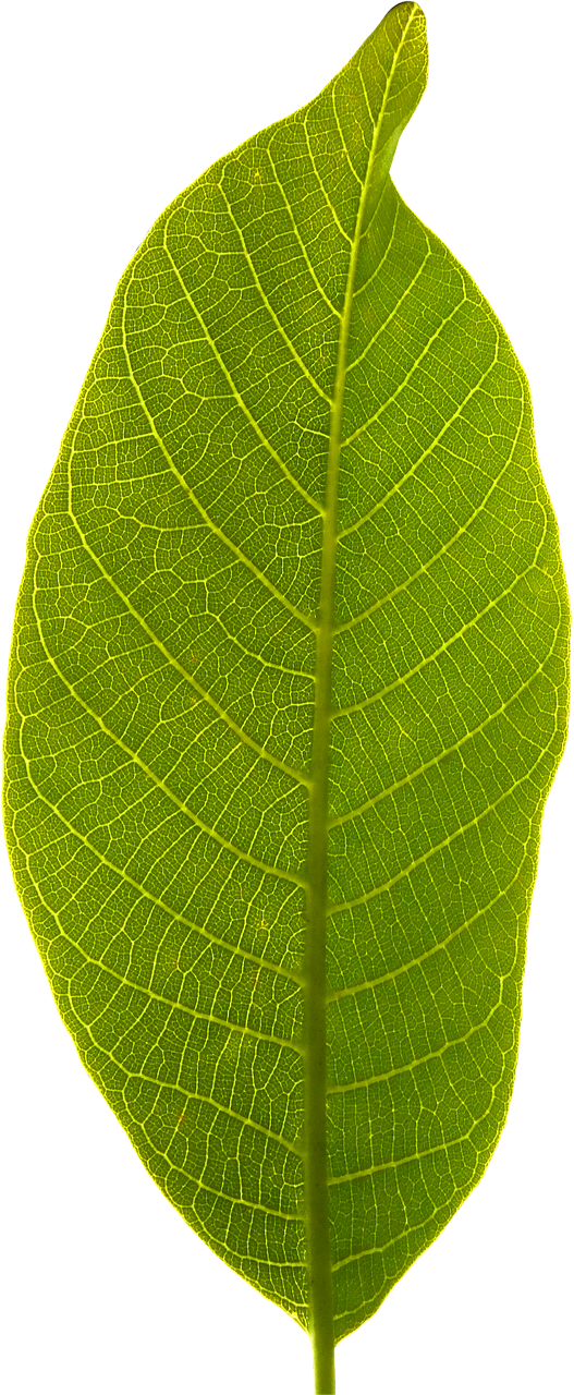 leaf transparent background cropped free photo