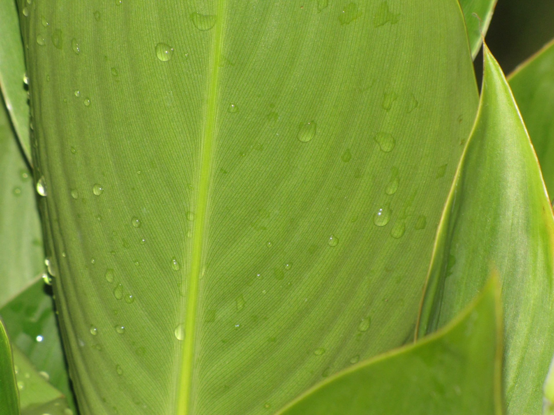 leaf plant rain free photo