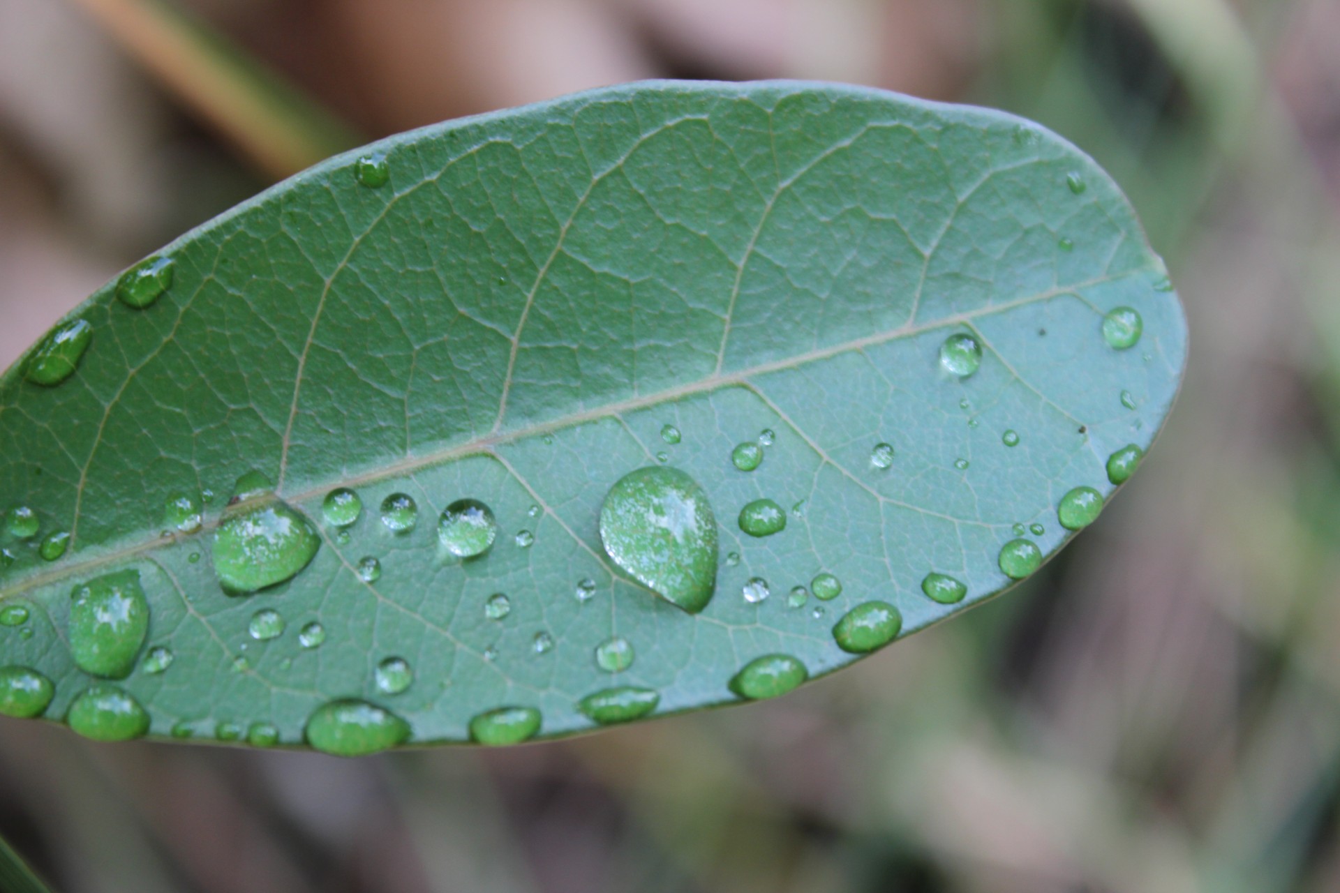 leaf water watery free photo