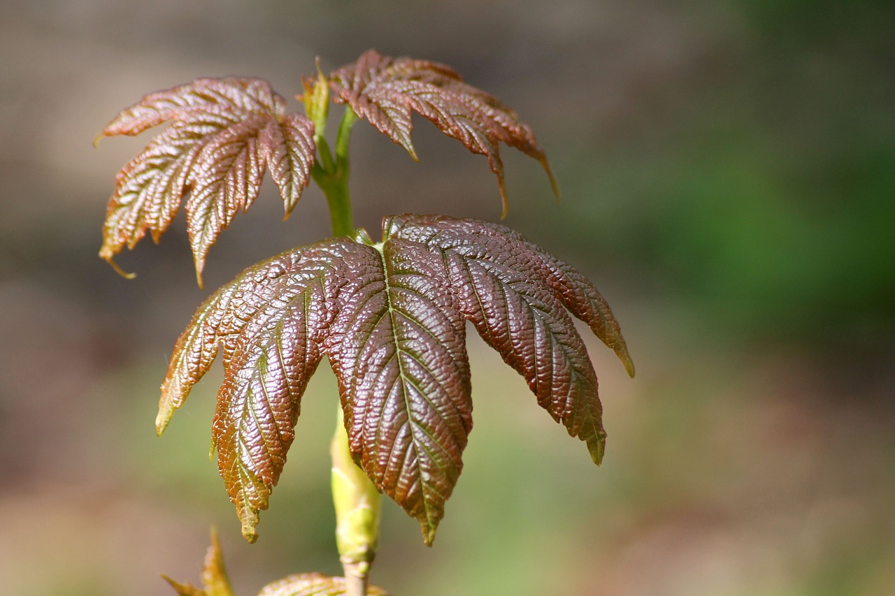 leaf tree spring free photo