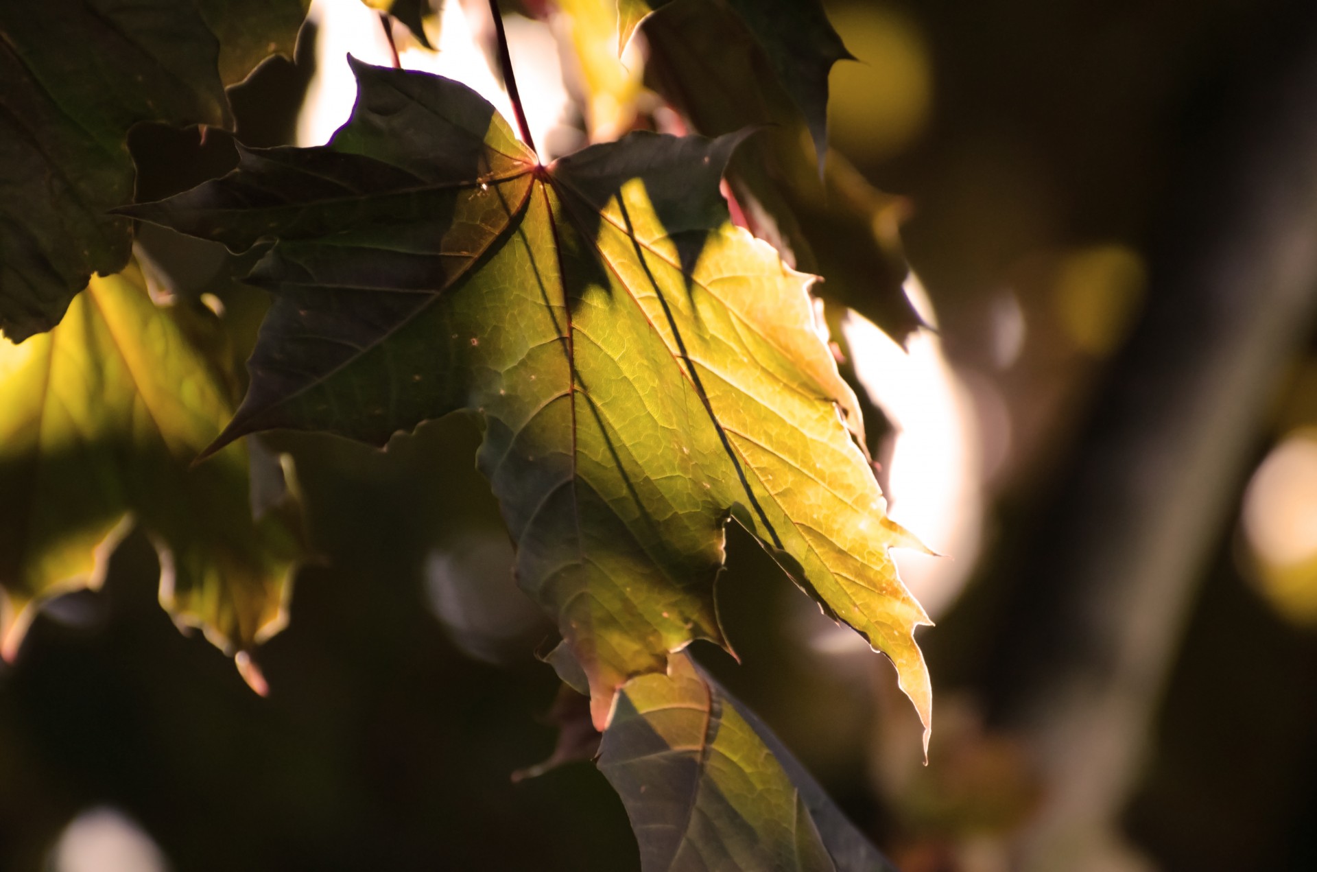 leaf forest green free photo