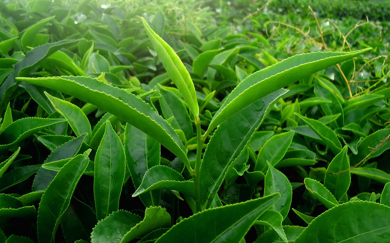 leaf green nature free photo