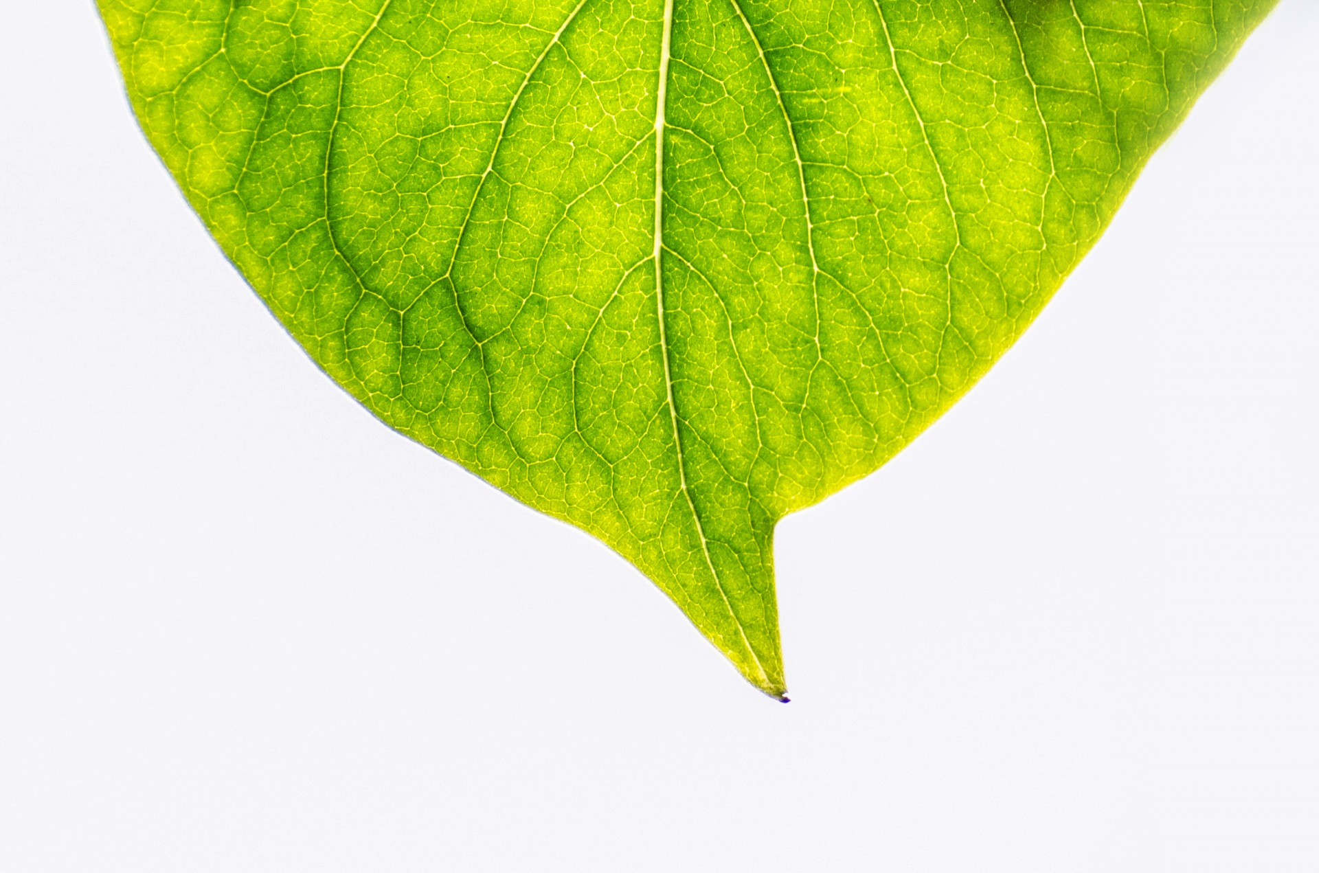 green leaf pattern free photo