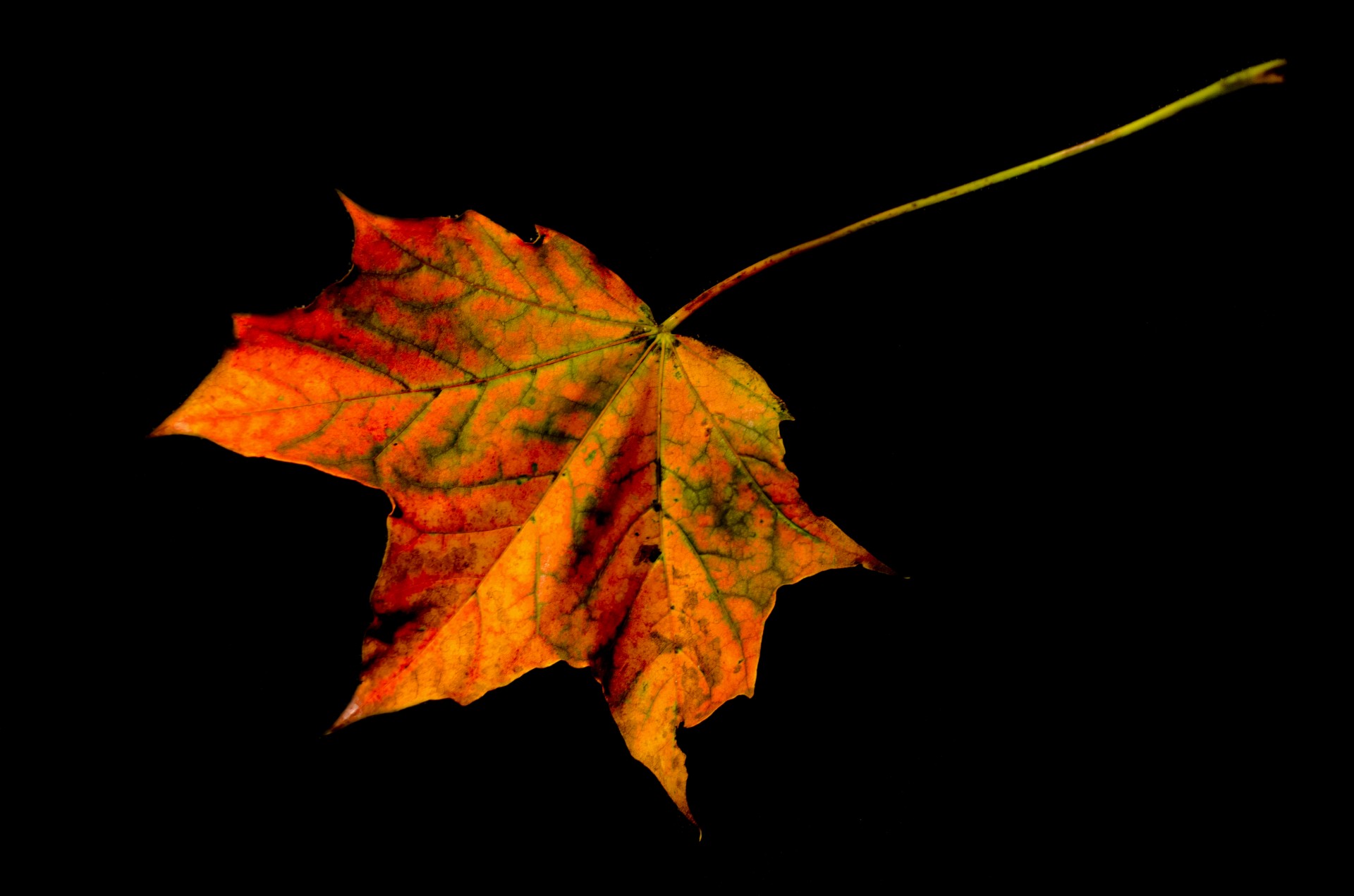 leaf red autumn free photo