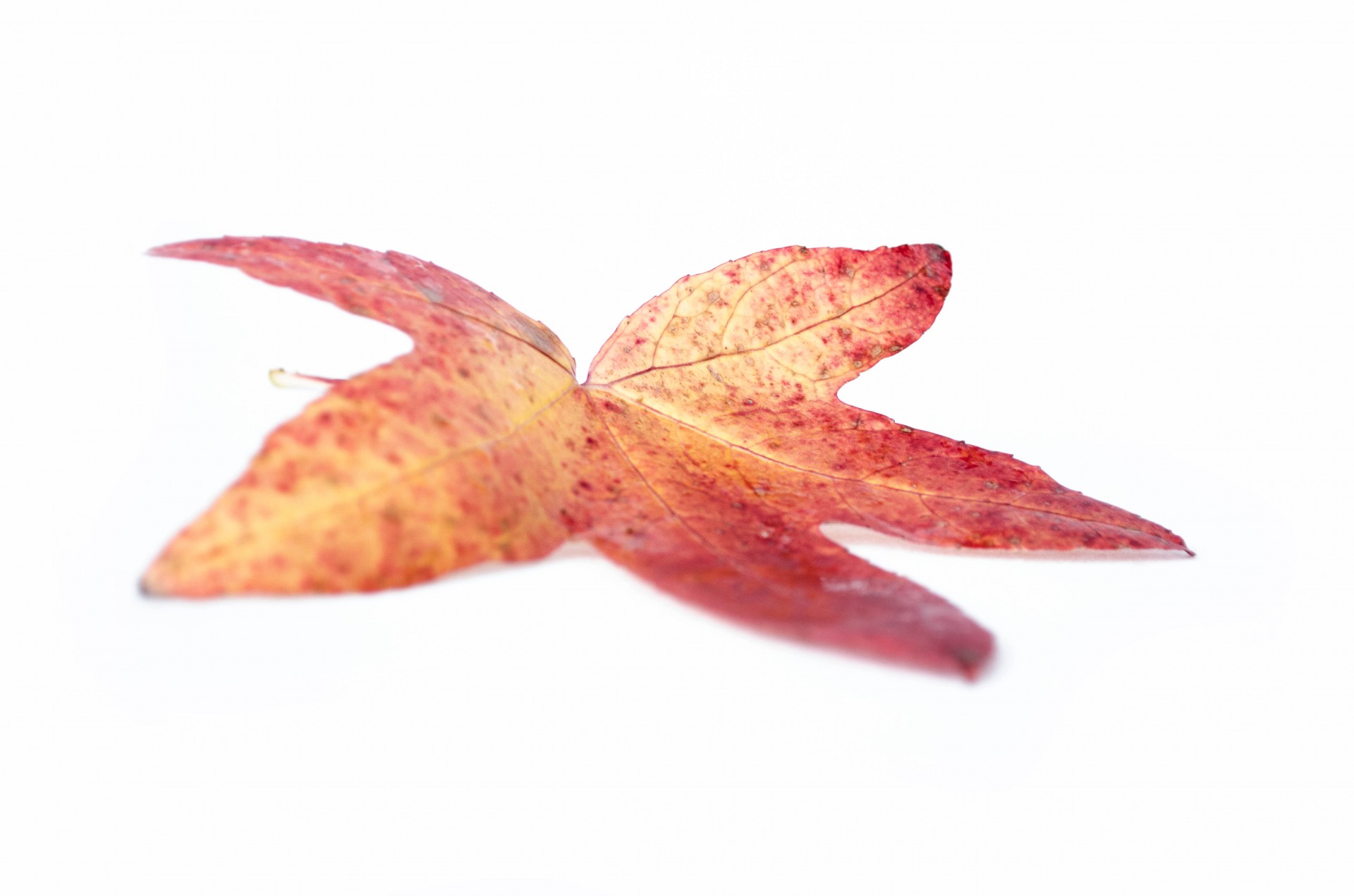 leaf autumn seasons free photo