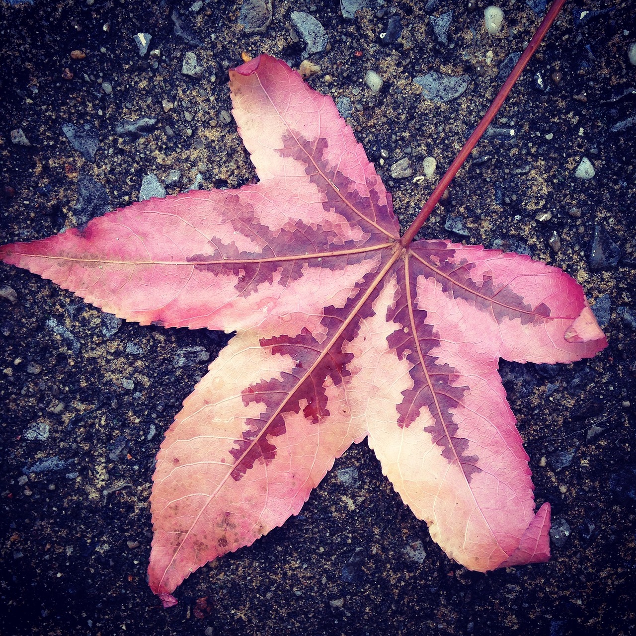 leaf oak fallen free photo
