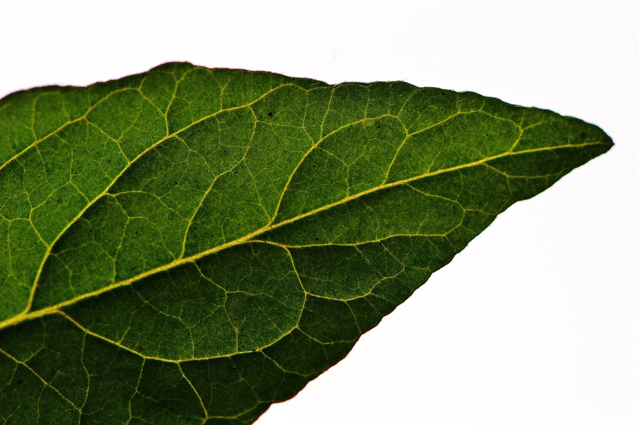 leaf tomato green free photo