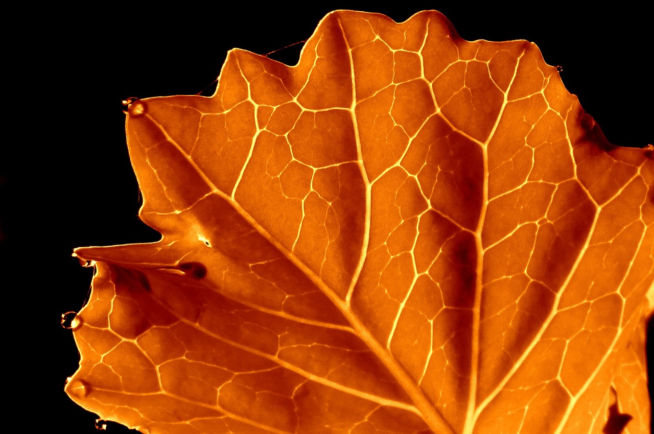 leaf orange autumn free photo