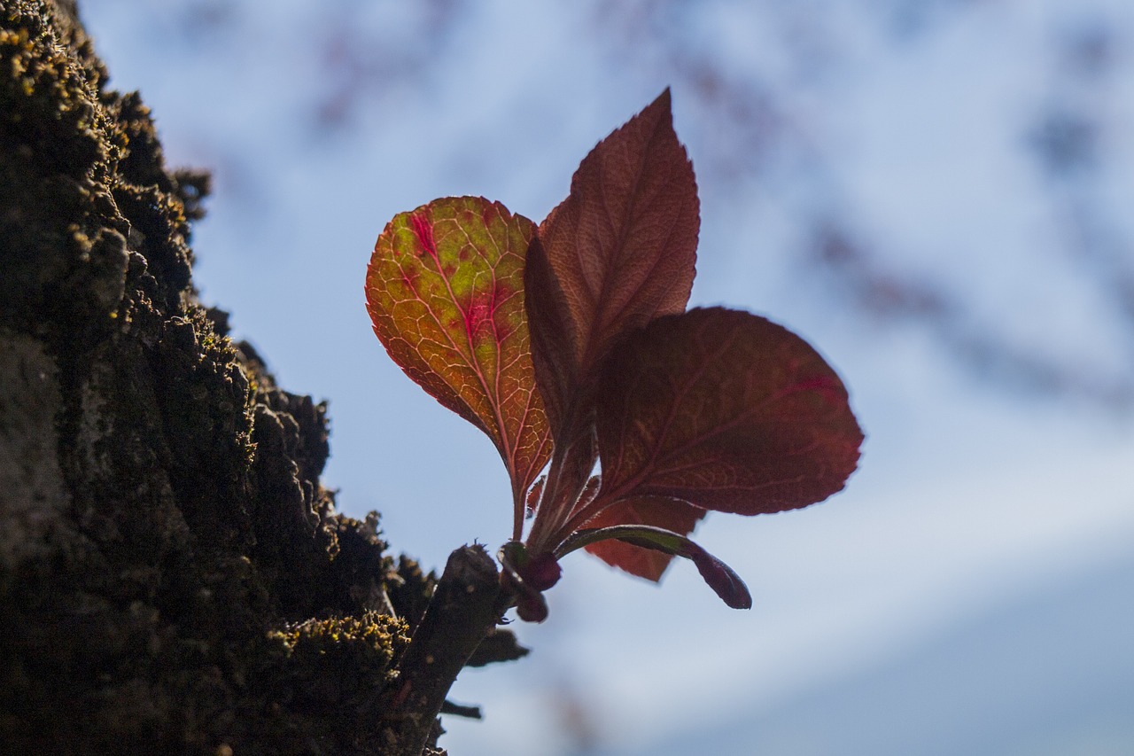 leaf tree green free photo