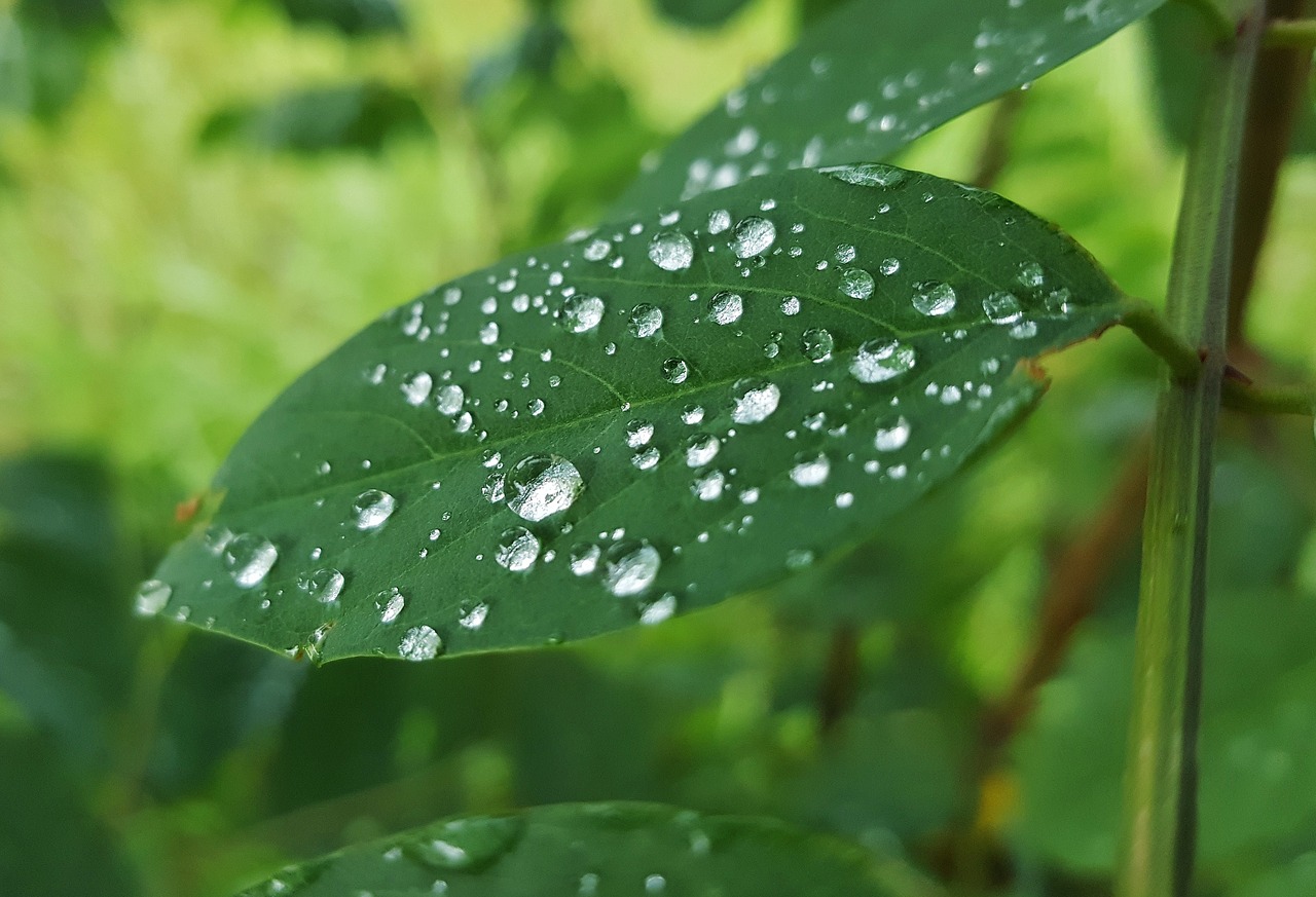 leaf leaves wet free photo