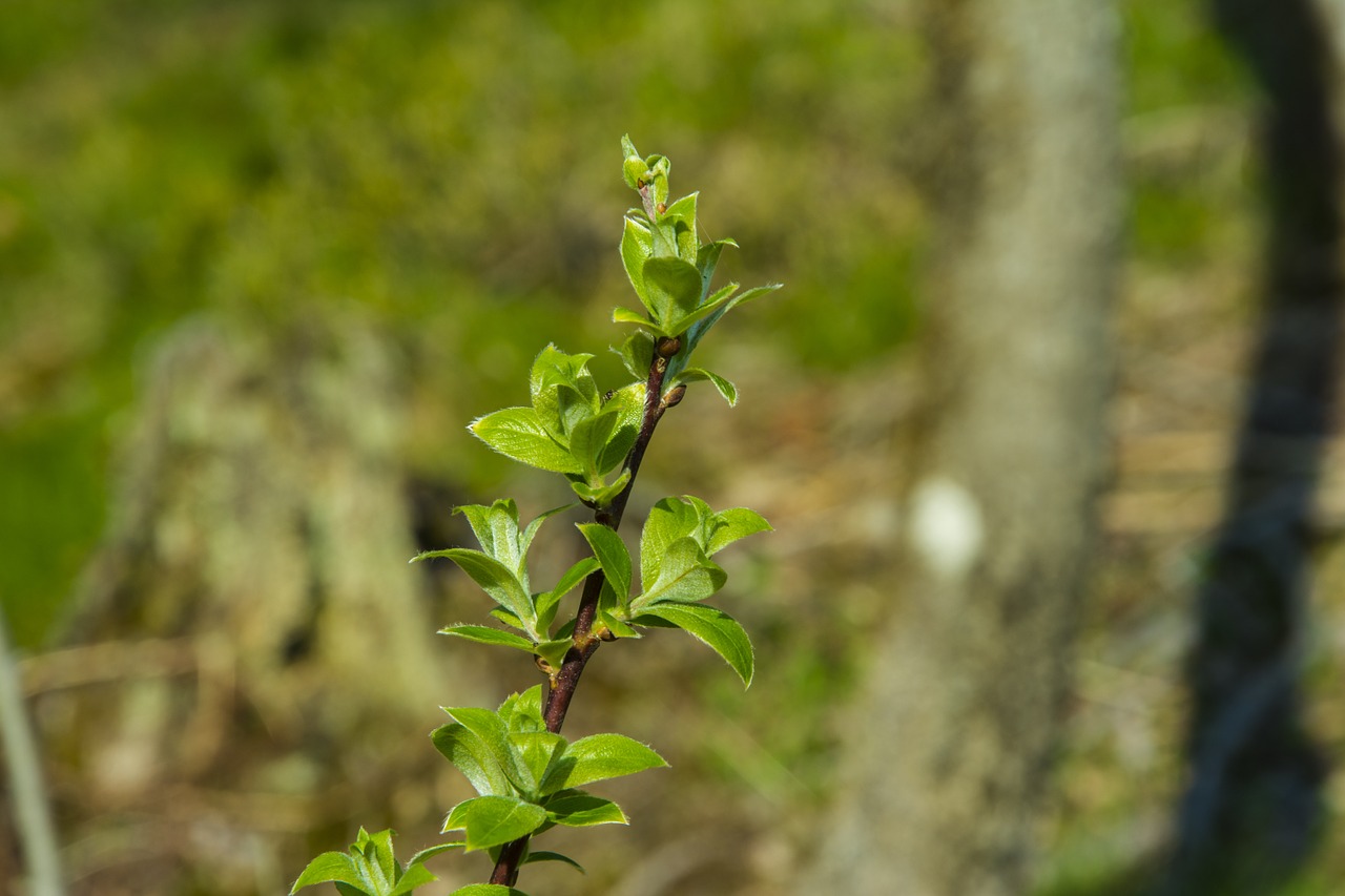 leaf leaves in the spring of free photo