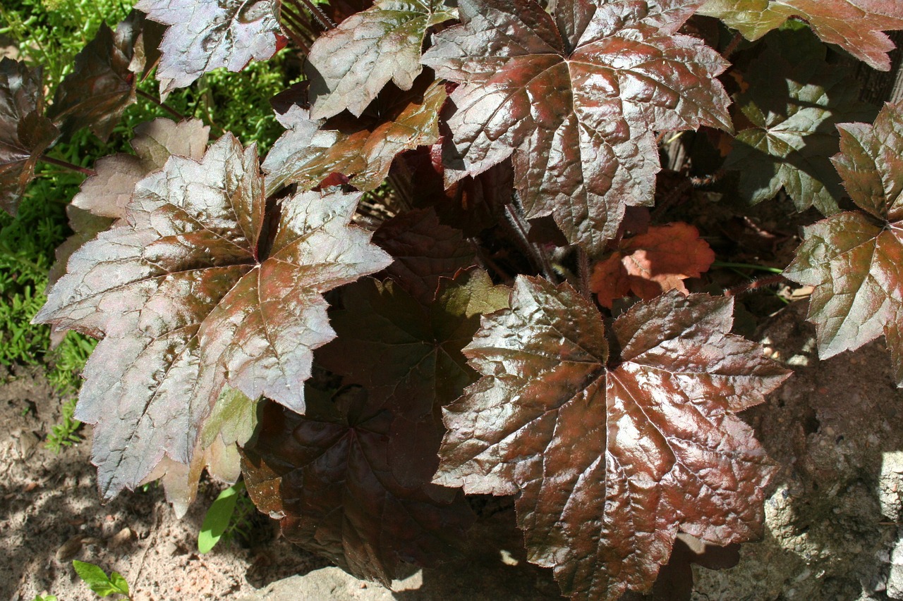 leaf plant garden free photo