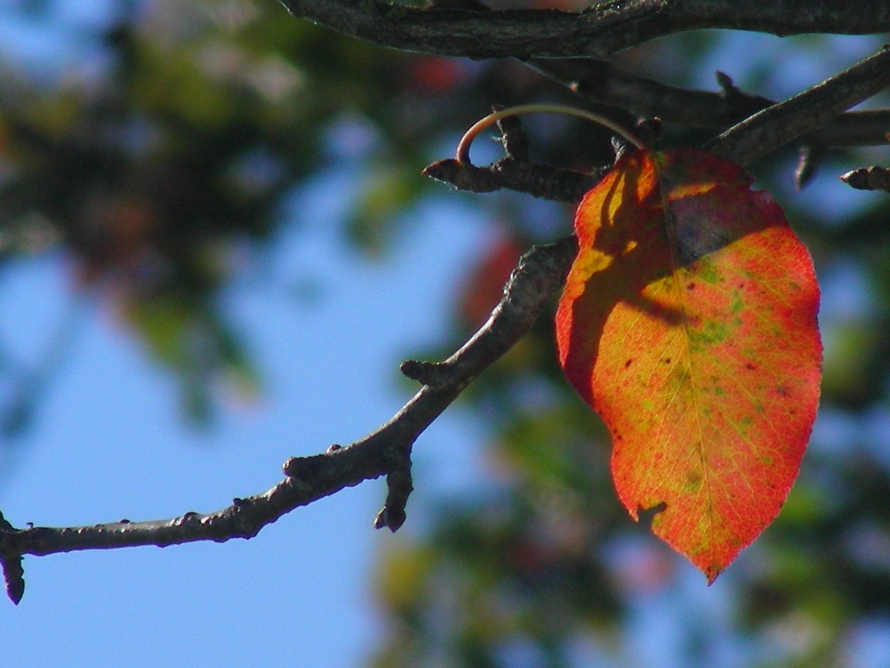 leaf autumn colorful free photo