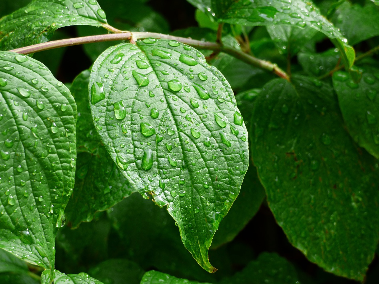 leaf drip rain free photo