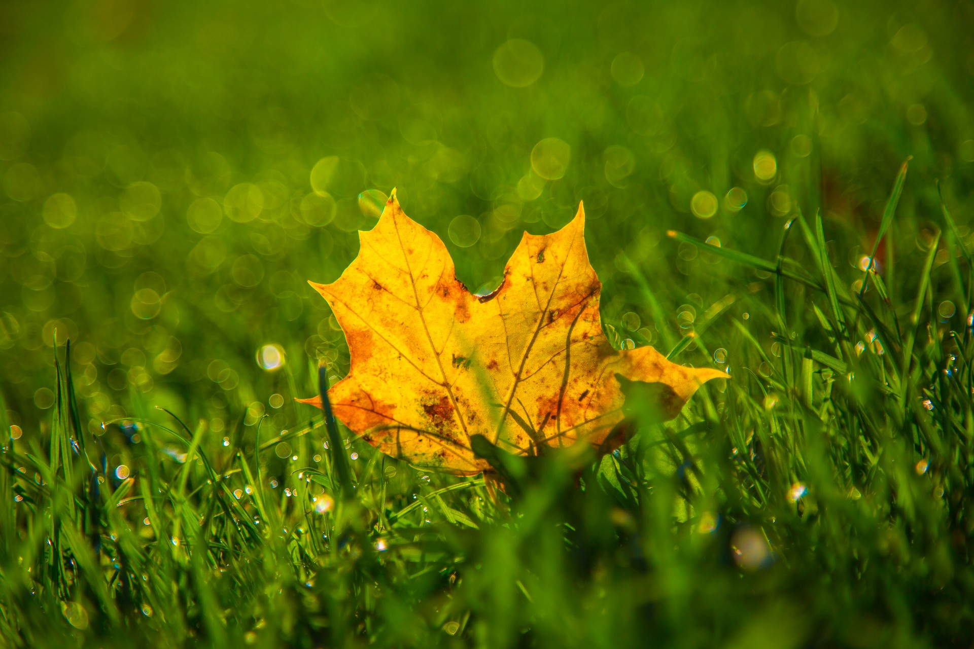 leaf grass nature free photo