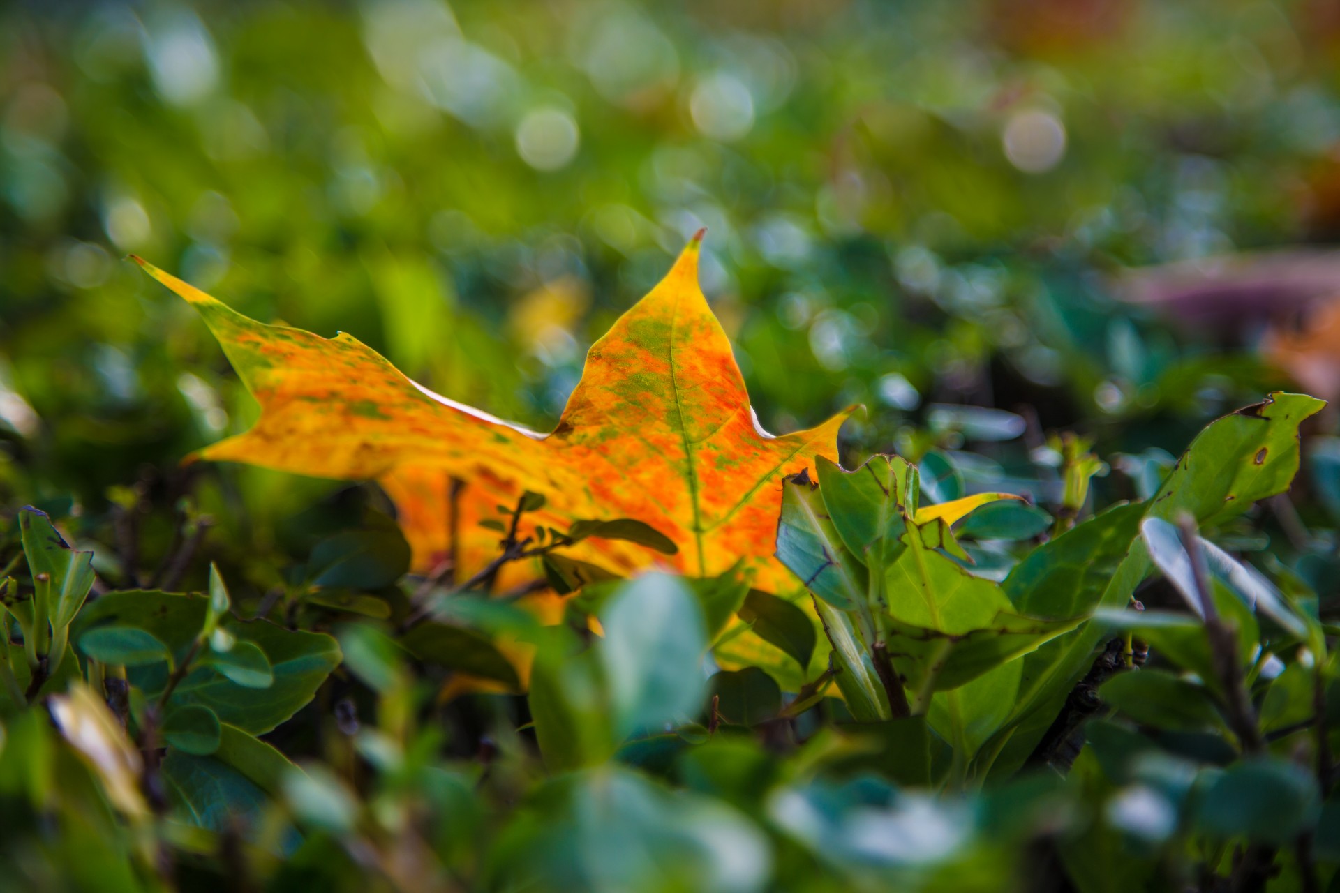 leaf leaves nature free photo