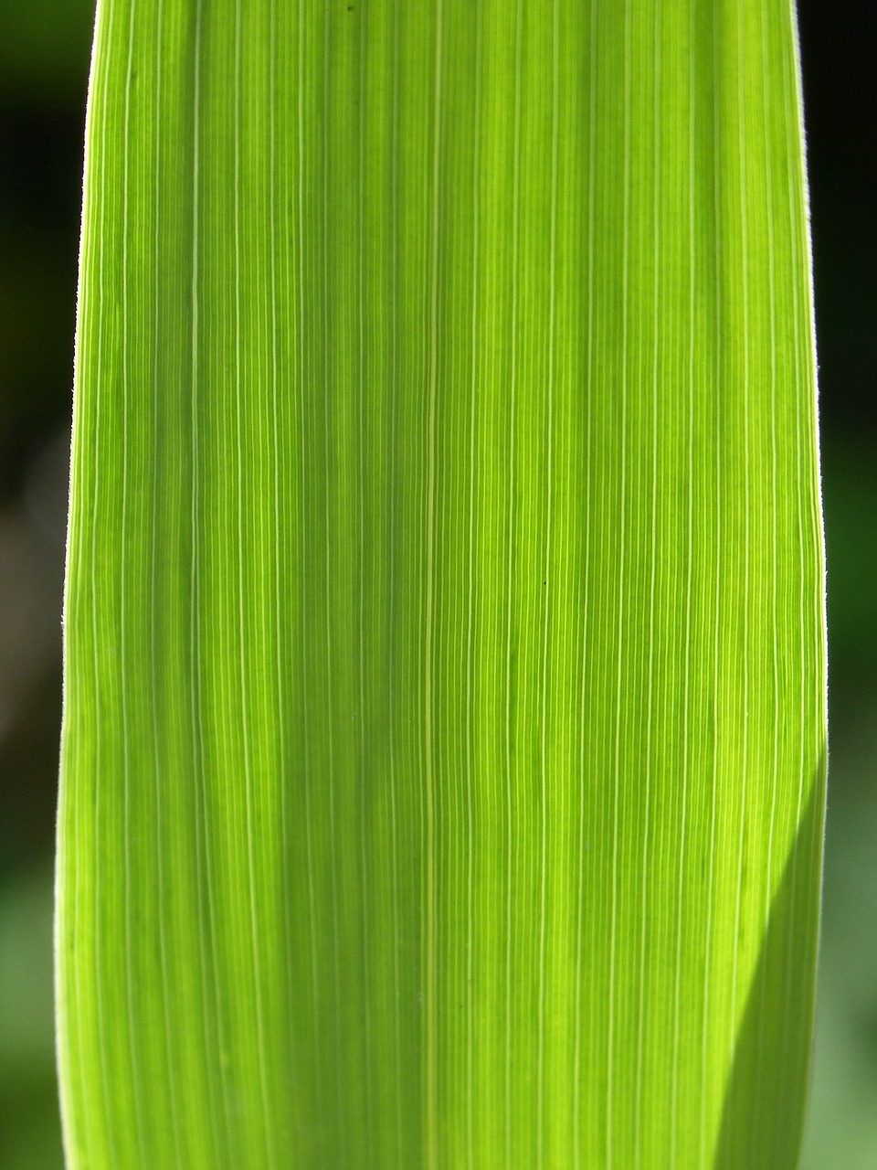 leaf strands background free photo