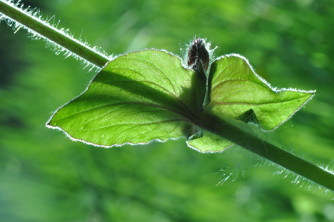 leaf stem plant free photo