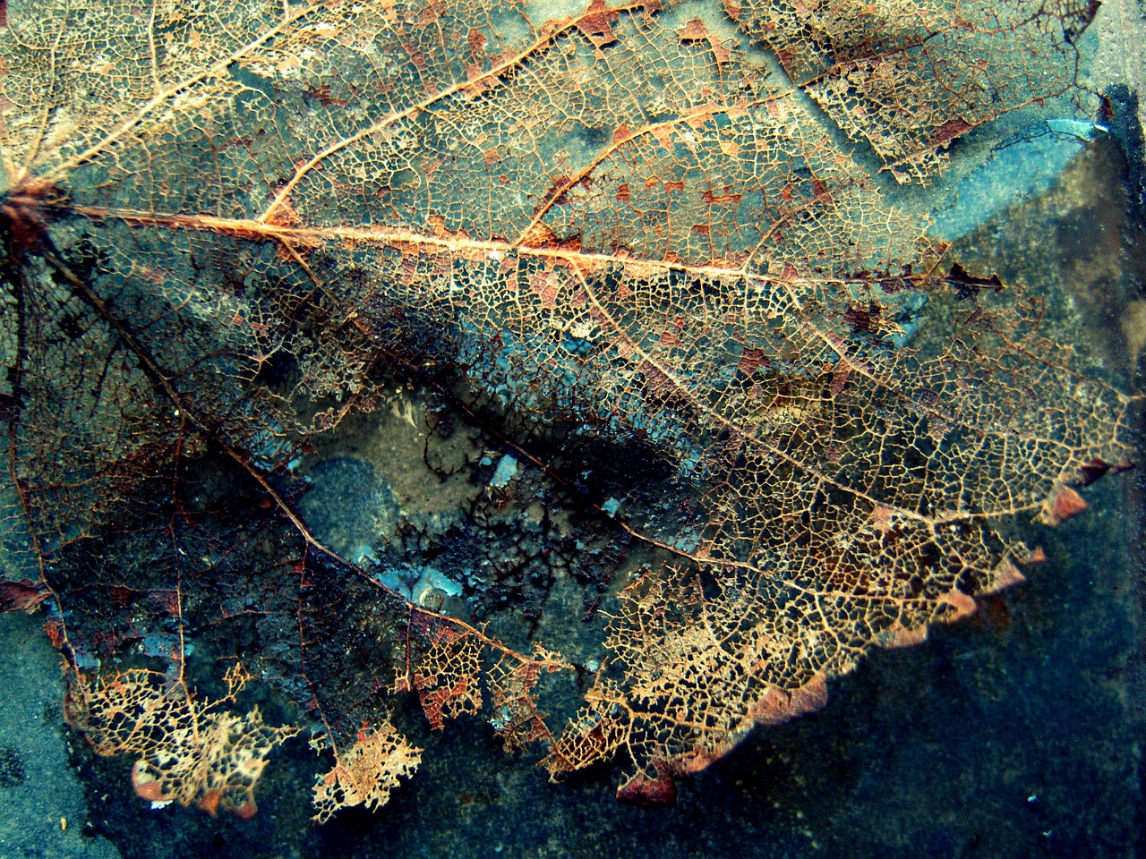 leaf nature old free photo