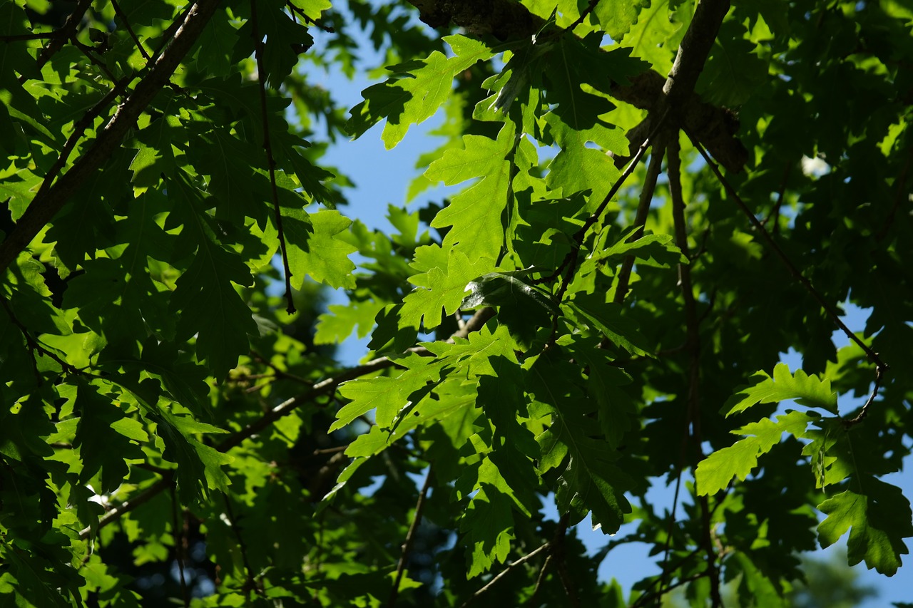 leaf green back light free photo