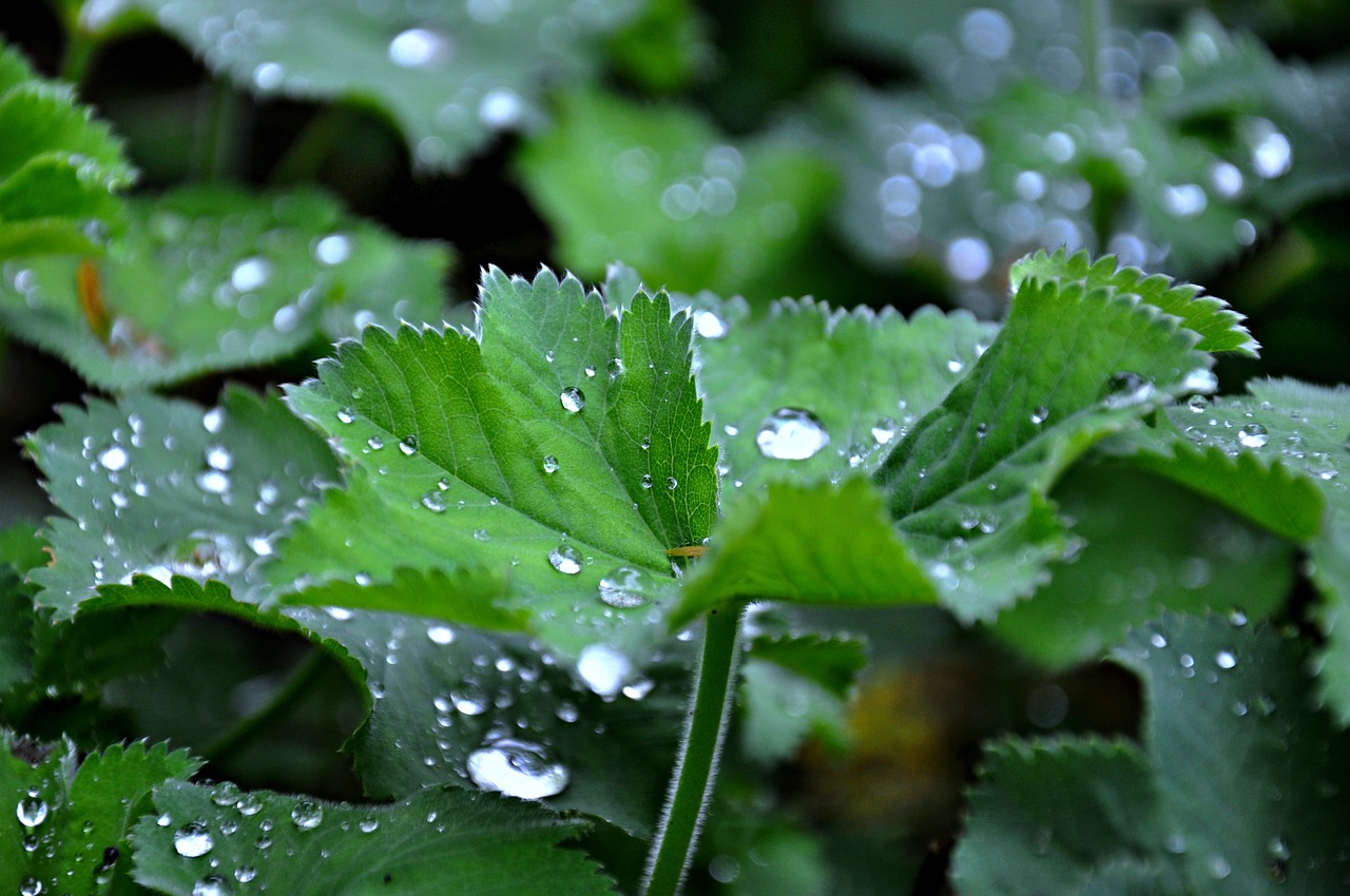 leaf plant growth free photo