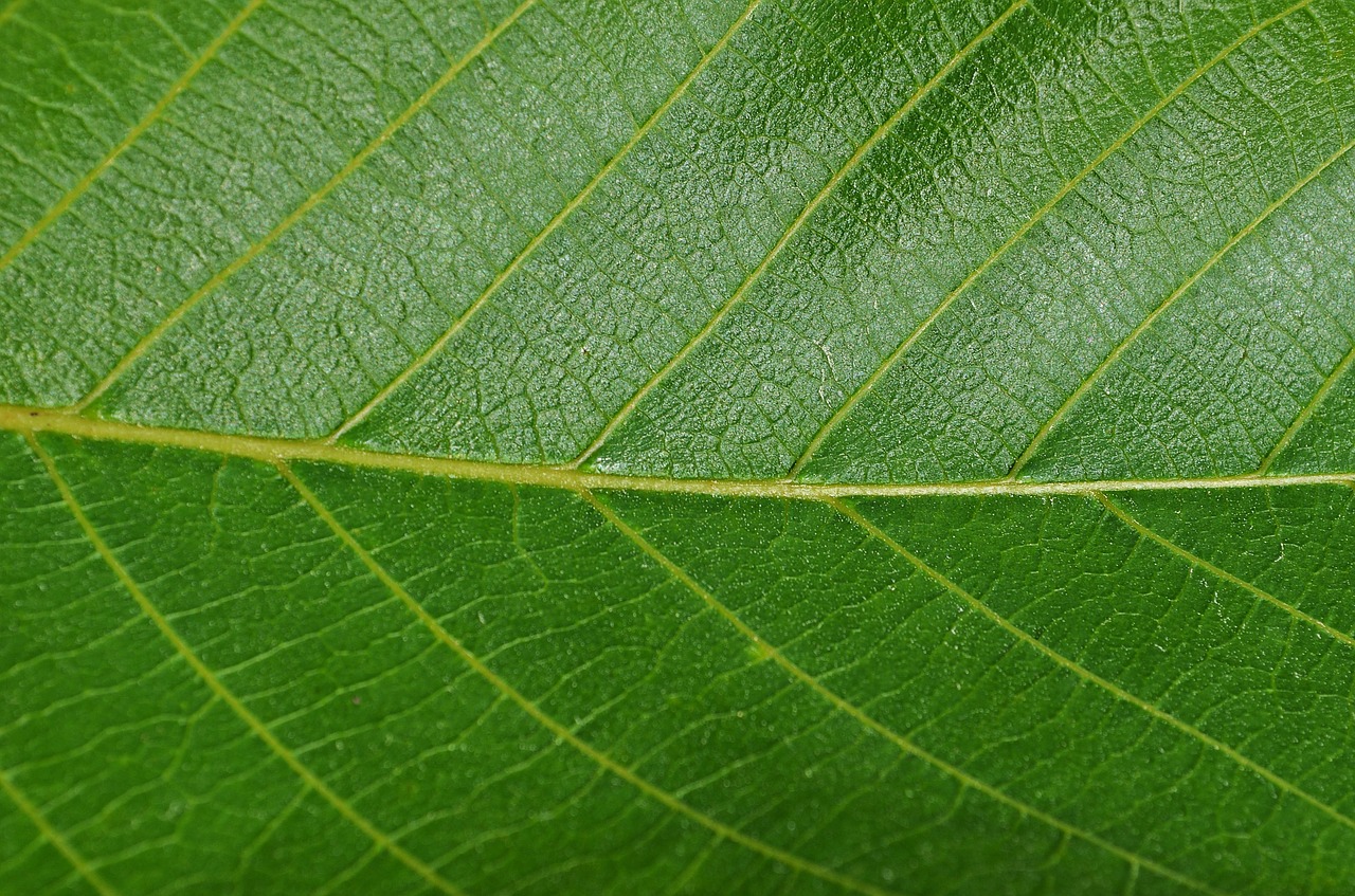 leaf walnut foliage free photo