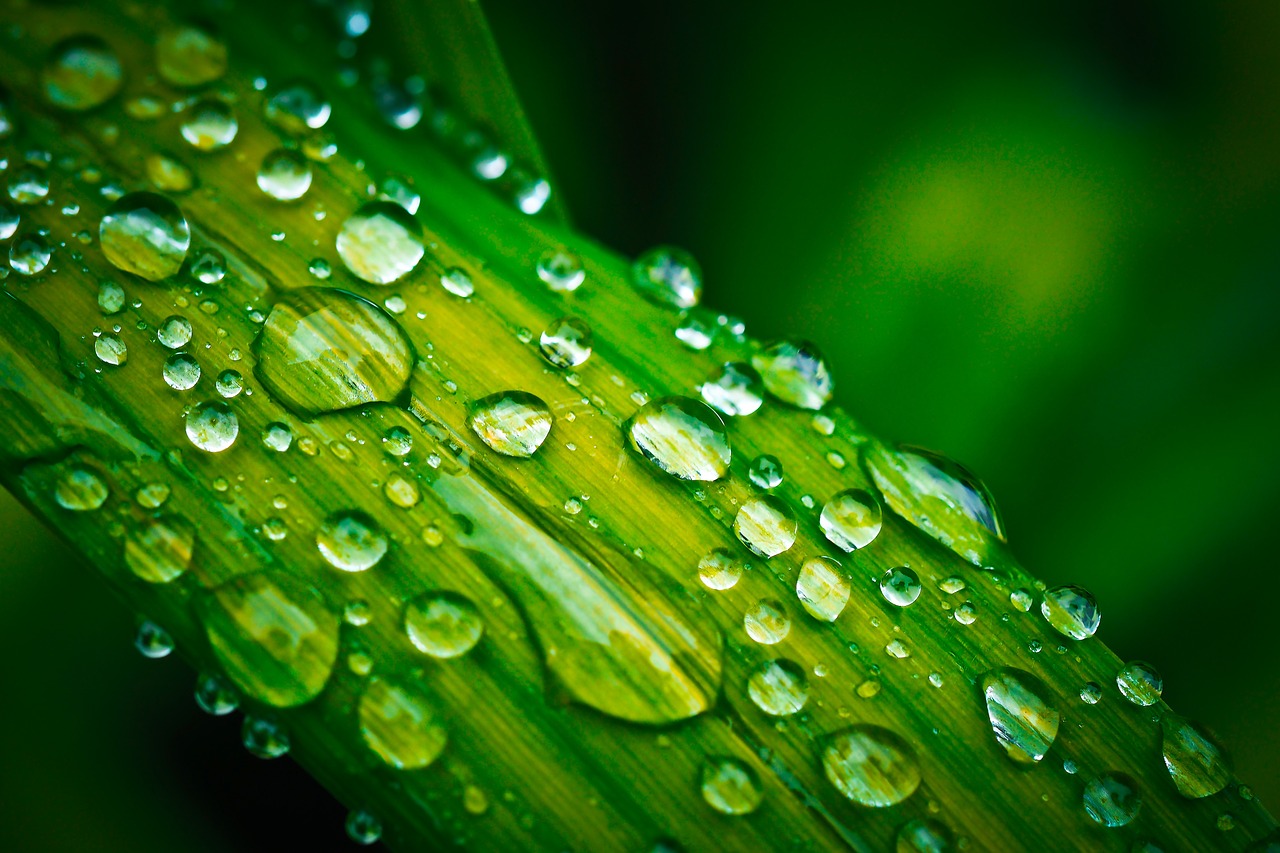 leaf drop of water drip free photo