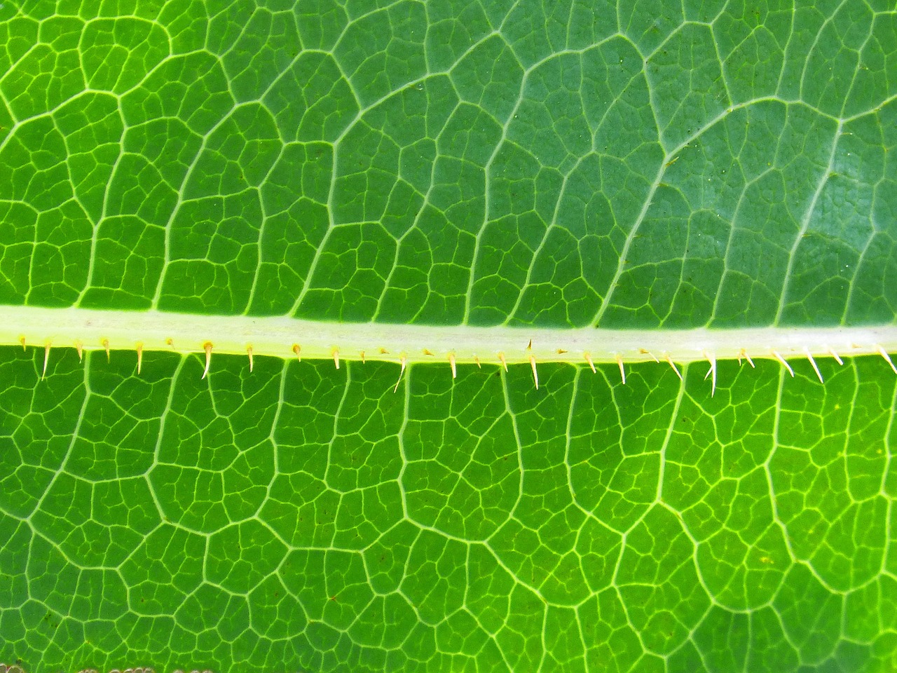 leaf background trasluz free photo