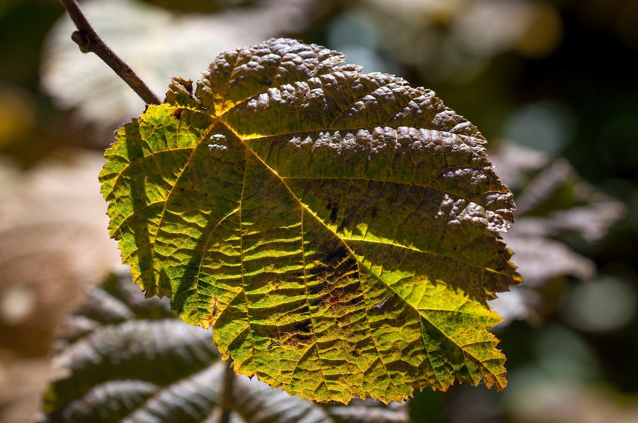 leaf autumn leaf autumn free photo