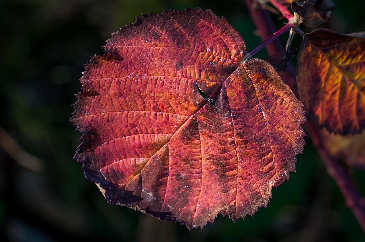 leaf autumn dry free photo