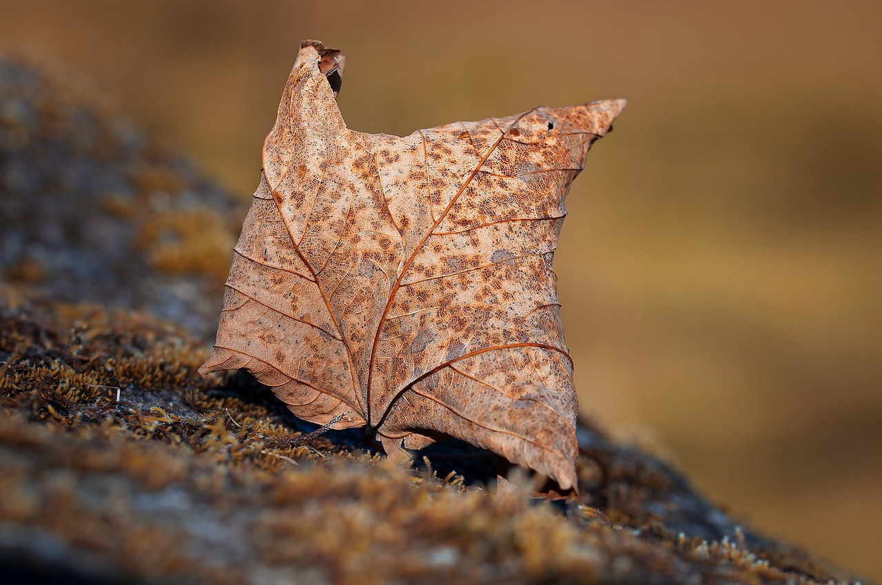 leaf autumn leaf leaves free photo