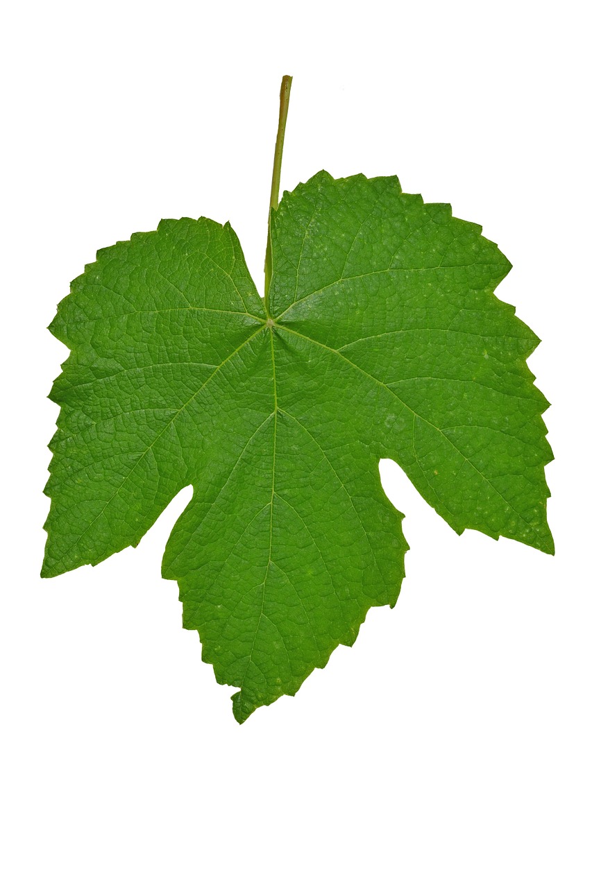 leaf vines isolated free photo