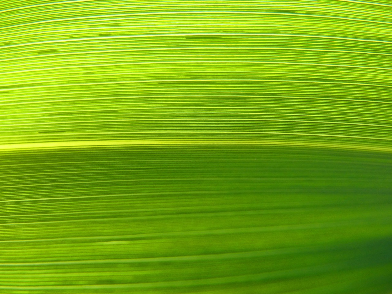 leaf lines abstract background free photo