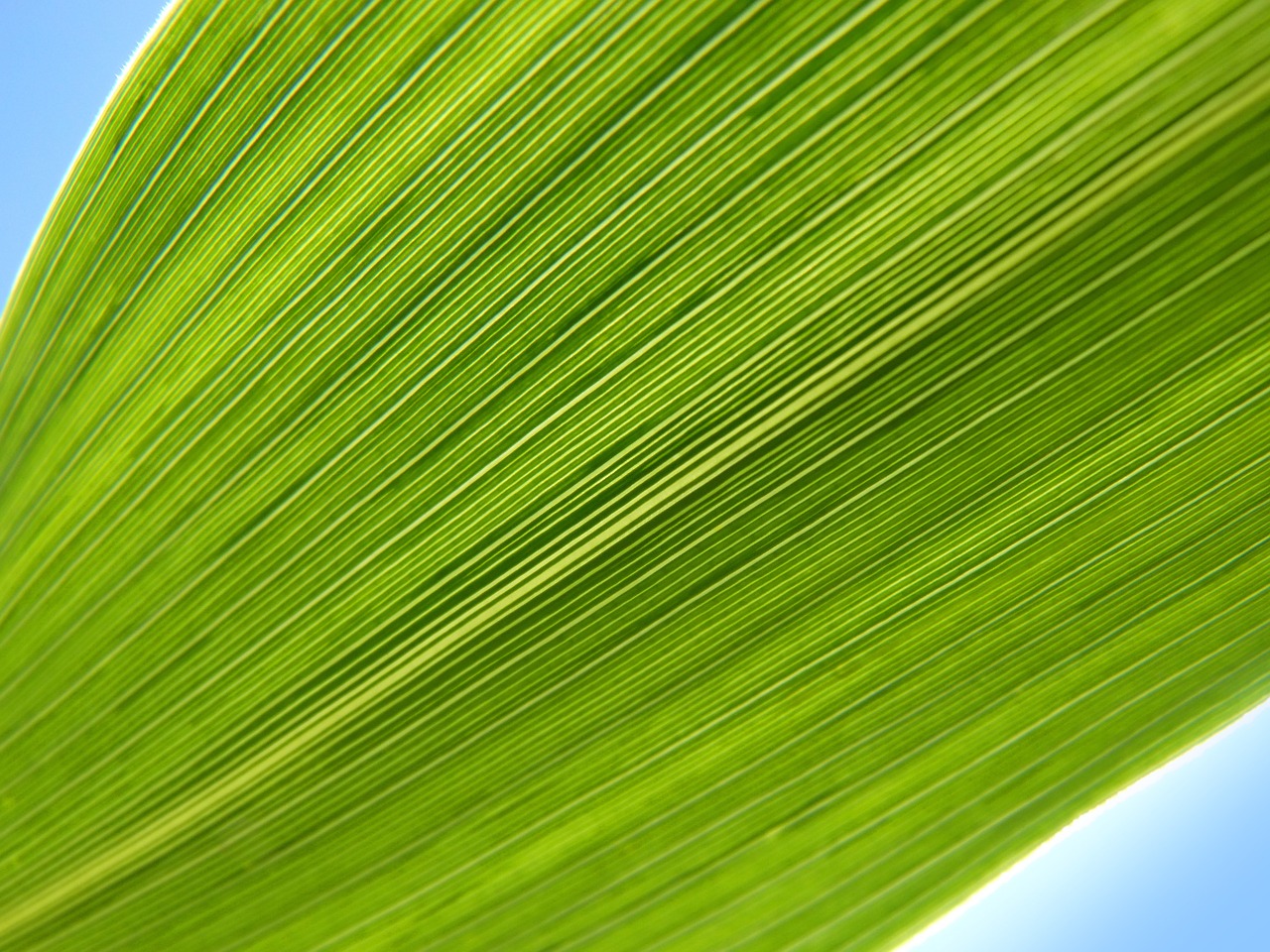 leaf lines abstract background free photo