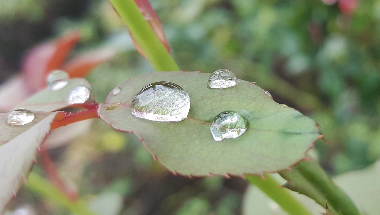 leaf leaves rose leaf free photo