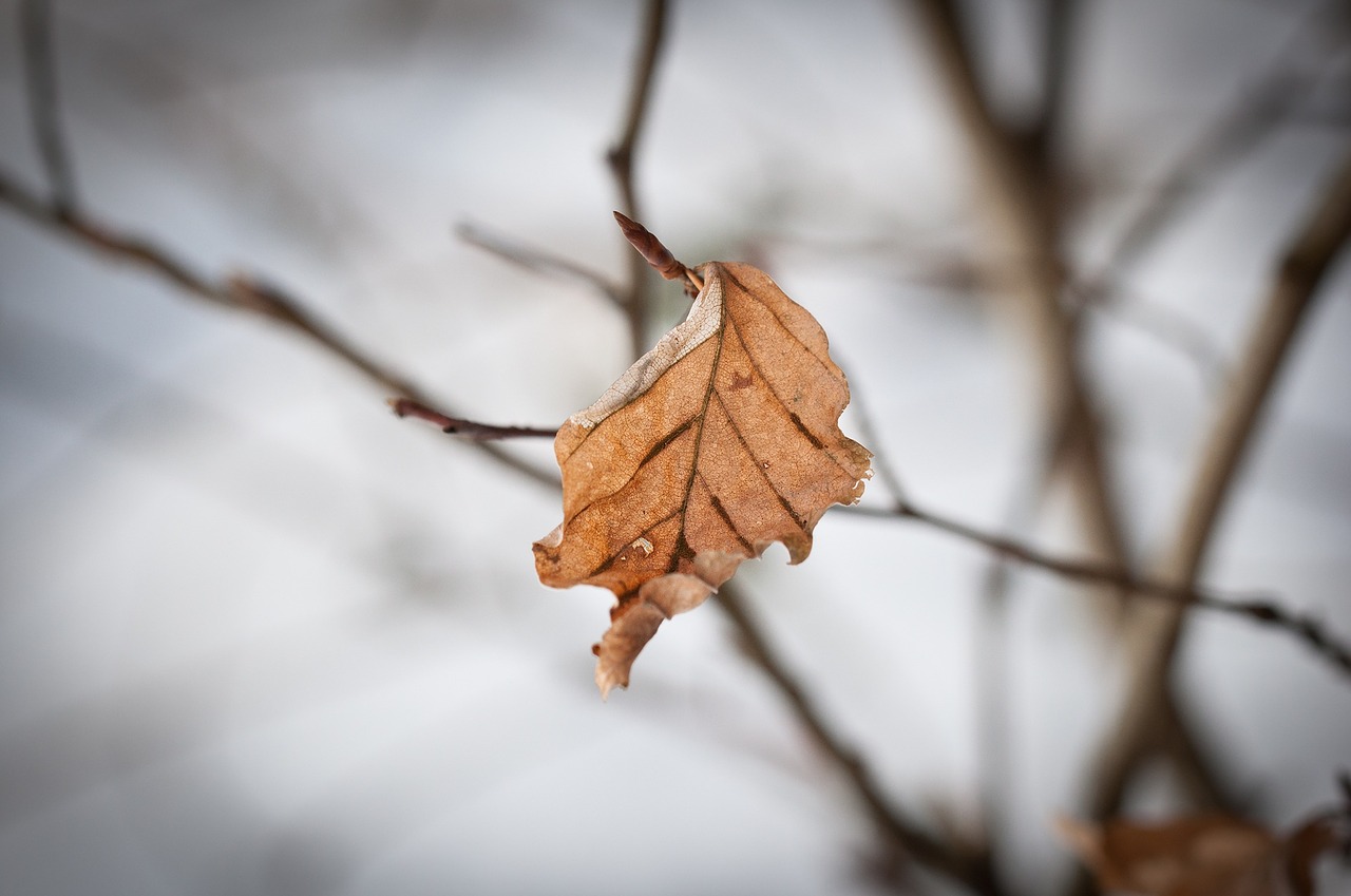 leaf leaves autumn leaf free photo