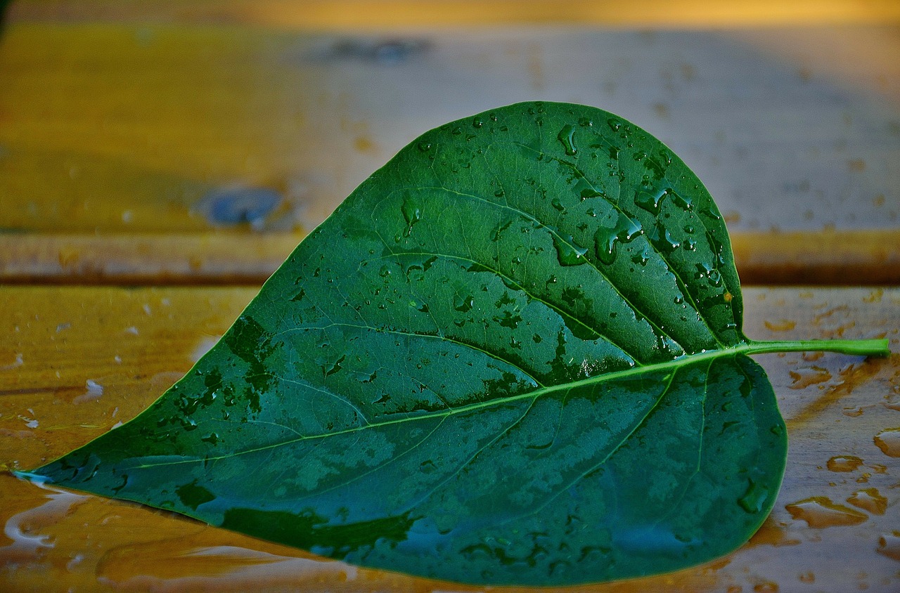 leaf leaves green leaf free photo