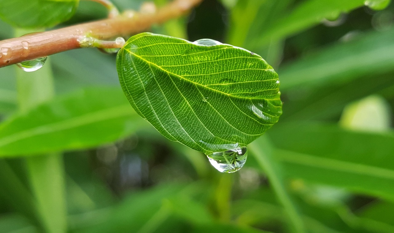 leaf leaves wet free photo