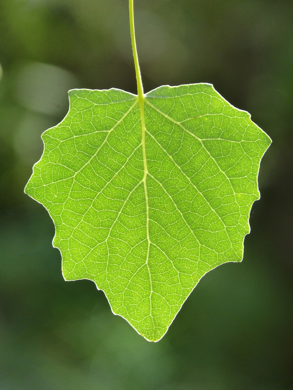 leaf poplar translucent free photo