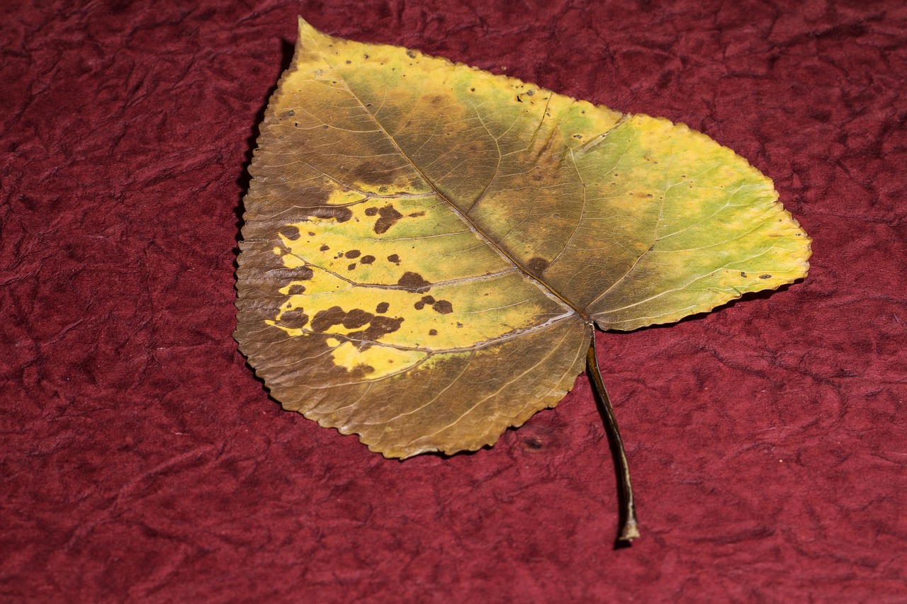 leaf dry leaf poplar free photo