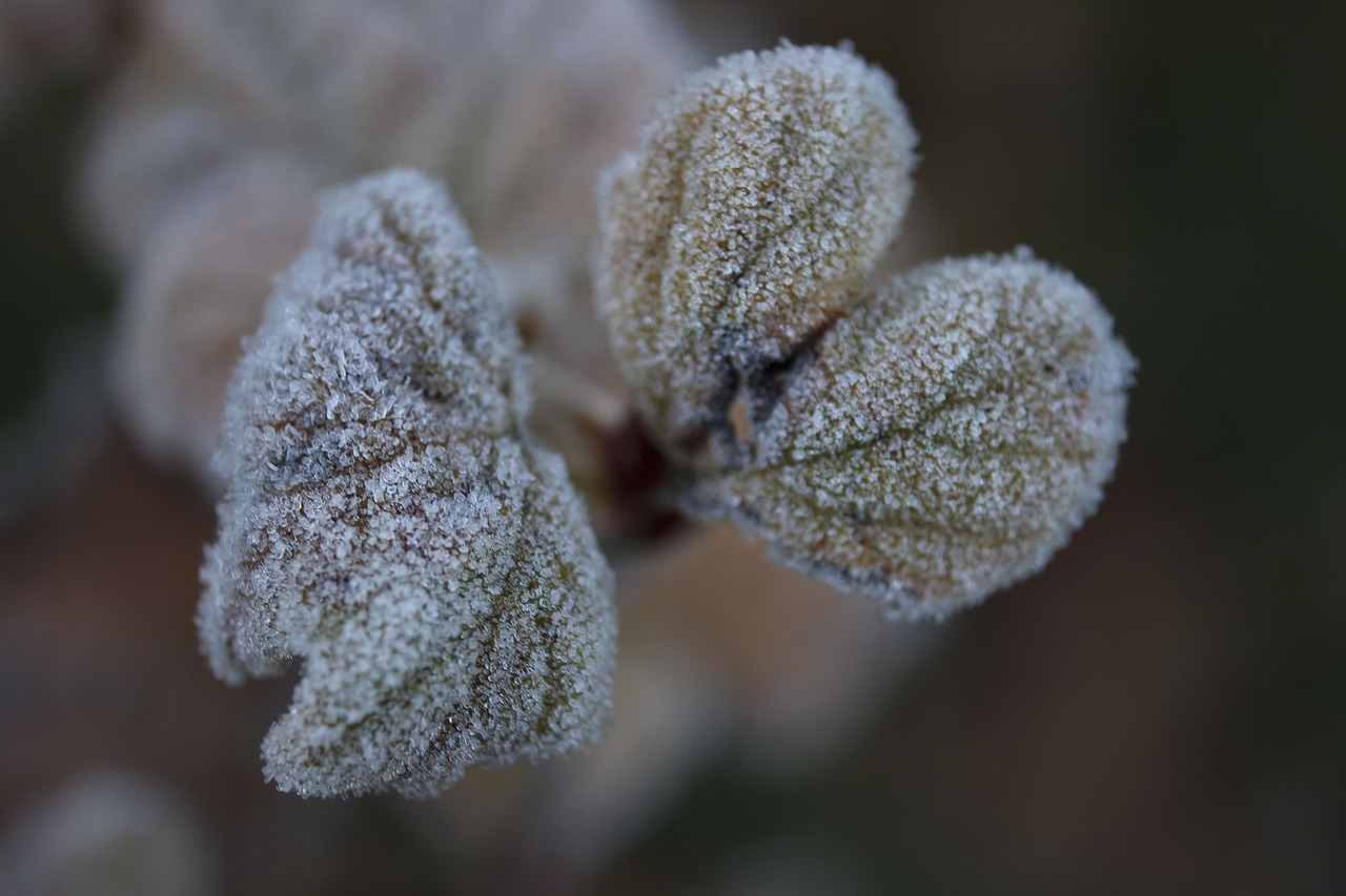 leaf frost frozen free photo